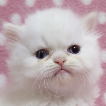 ヒマラヤン【愛知県・男の子・2022年5月19日・レッドポイント】の写真「白くてまん丸くん♪懐っこい癒しくん♪」
