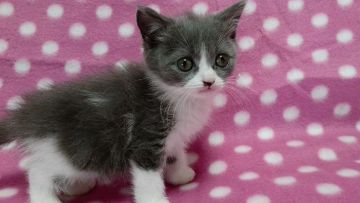 ブリティッシュショートヘア【愛知県・女の子・2016年10月27日・ブルーホワイト】の写真「おちゃめな鼻の下のポイント柄♪」
