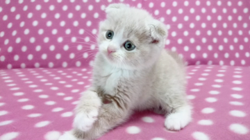 スコティッシュフォールド(折れ耳)【愛知県・男の子・2017年4月21日・クリームタビーホワイト】の写真「優しいクリーム系♪」