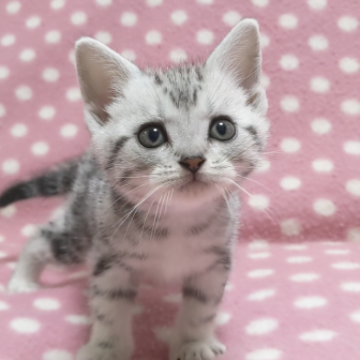 アメリカンショートヘア【愛知県・男の子・2023年8月29日・シルバータビー】の写真「元気いっぱい陽気な遊び好きくん♪」