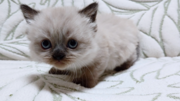 ヒマラヤン【愛知県・男の子・2020年2月23日・シールポイント】の写真「とっても可愛いお顔の子猫ちゃん♪」