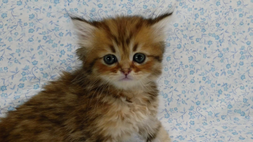 ペルシャ(チンチラ)【愛知県・男の子・2017年3月26日・シェーデッドゴールデン】の写真「とっても可愛い男の子♪」