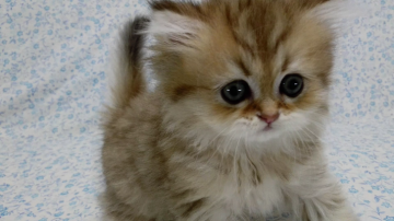 ペルシャ(チンチラ)【愛知県・女の子・2017年3月24日・シェーデッドゴールデン】の写真「とっても可愛い女の子♪」