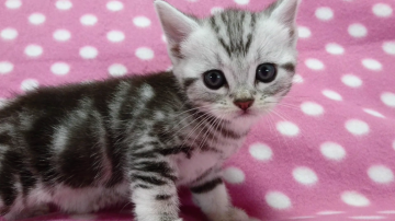 アメリカンショートヘア【愛知県・女の子・2017年4月13日・シルバータビー】の写真「まん丸お顔でまん丸おめめの女の子♪」