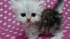 ペルシャ(チンチラ)【愛知県・男の子・2016年11月14日・シェーデッドシルバー】の写真3