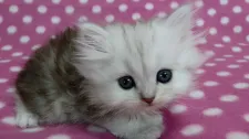 ペルシャ(チンチラ)【愛知県・男の子・2016年11月14日・シェーデッドシルバー】の写真4