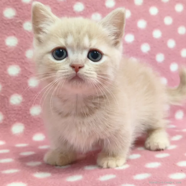 ID:2502-00501の子猫
