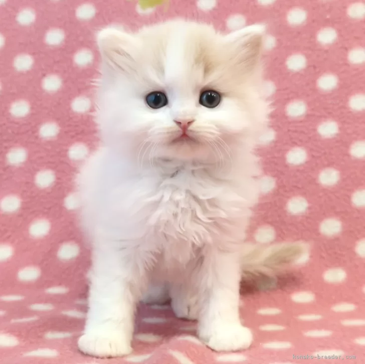 tsunacorn 様のお迎えした子猫