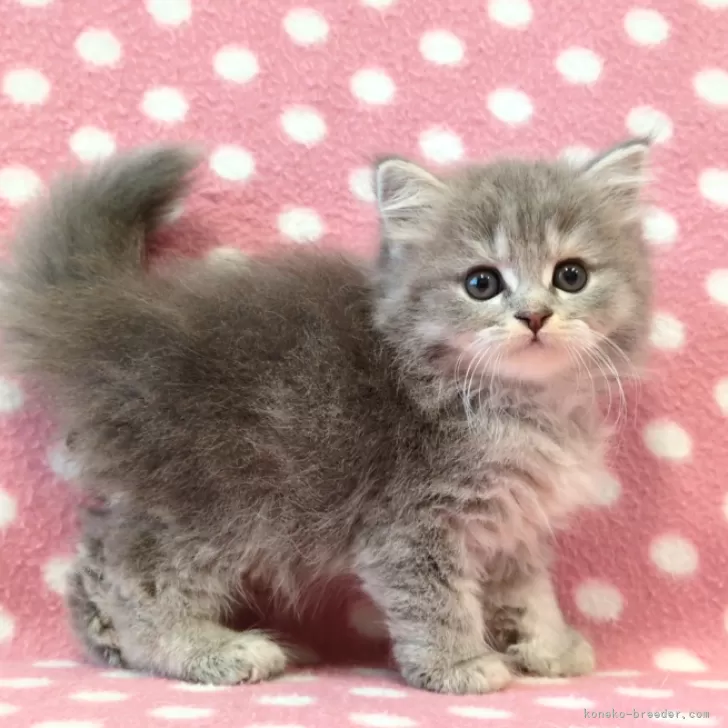 ID：2507-03196の子猫