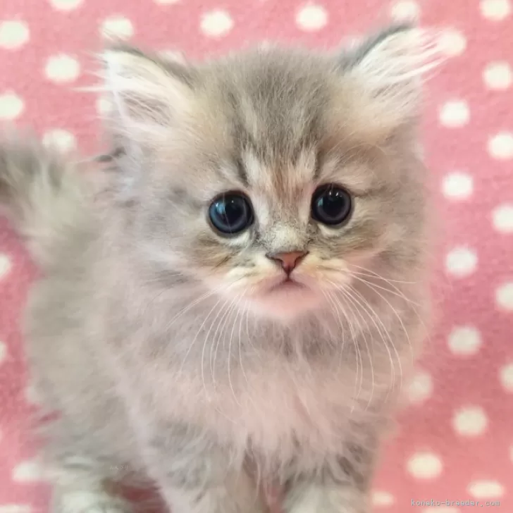 ID：2501-02590の子猫