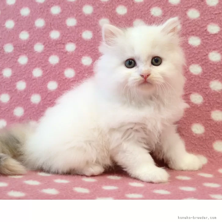 ID:2506-02041の子猫