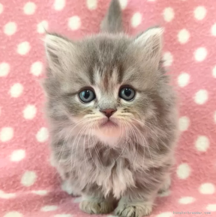 にっしー 様のお迎えした子猫