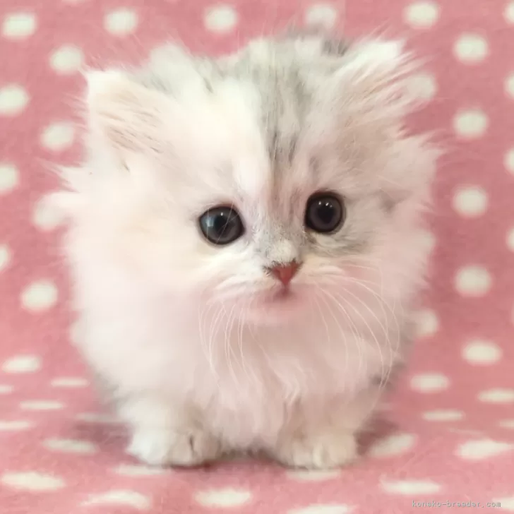 ID:2502-01665の子猫