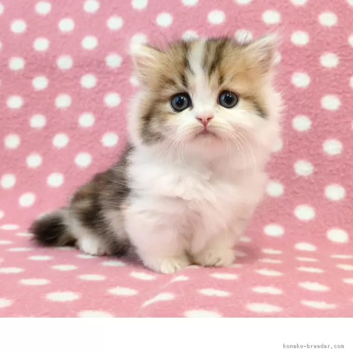 Y.T 様のお迎えした子猫