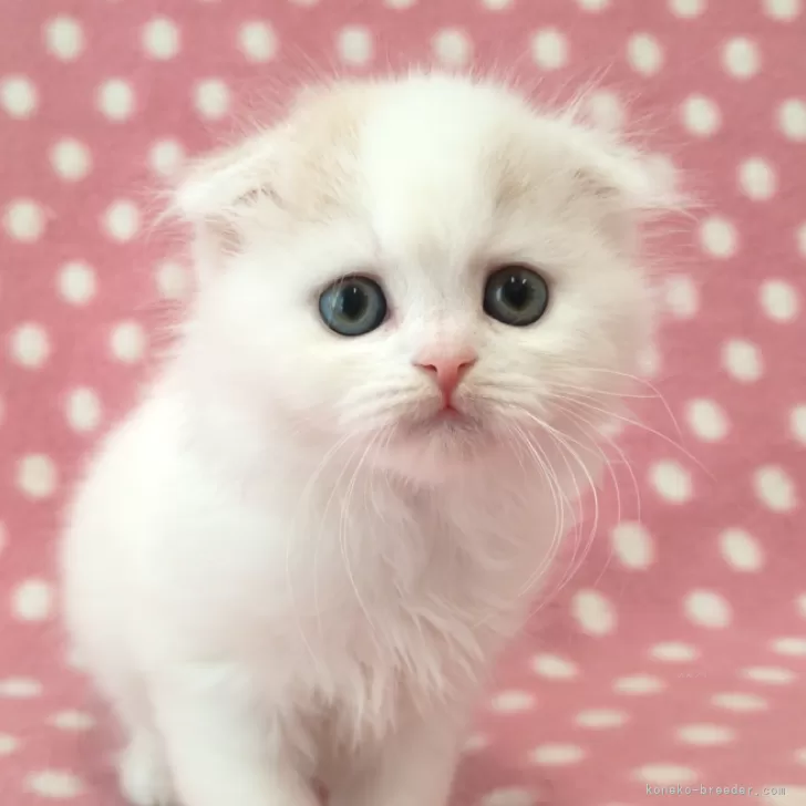 ID:2501-02100の子猫