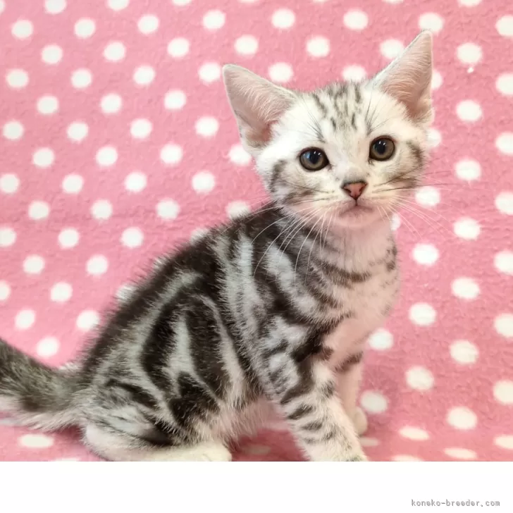 Y.K 様のお迎えした子猫