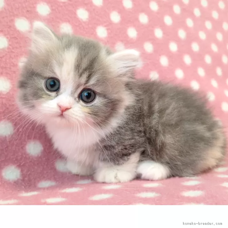 ID:2507-01219の子猫