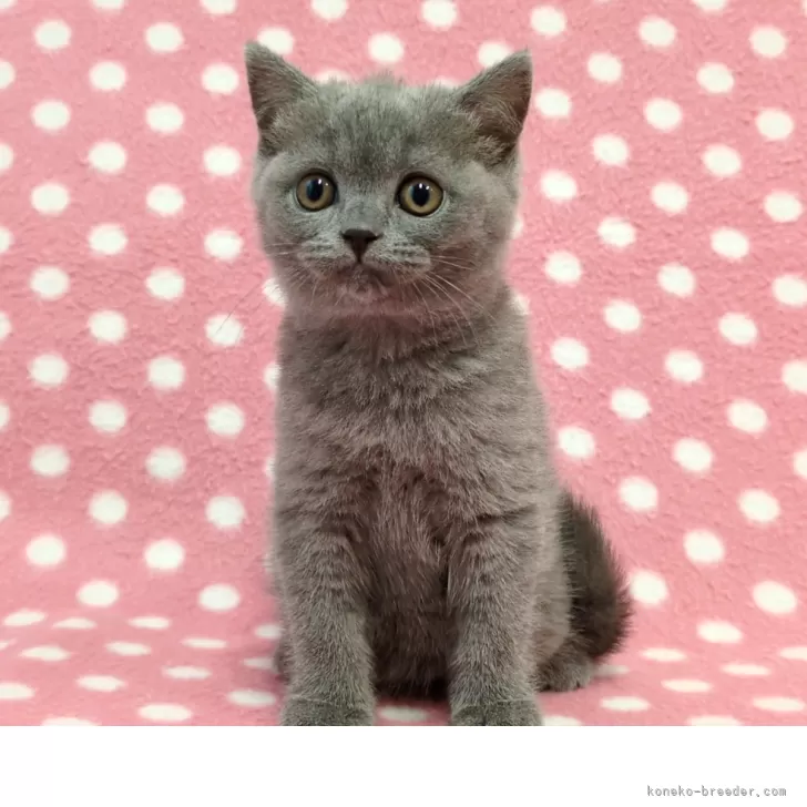 ID:2509-00390の子猫