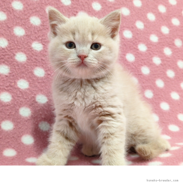 ブリーダー画像