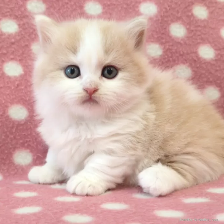 ID:2503-00465の子猫