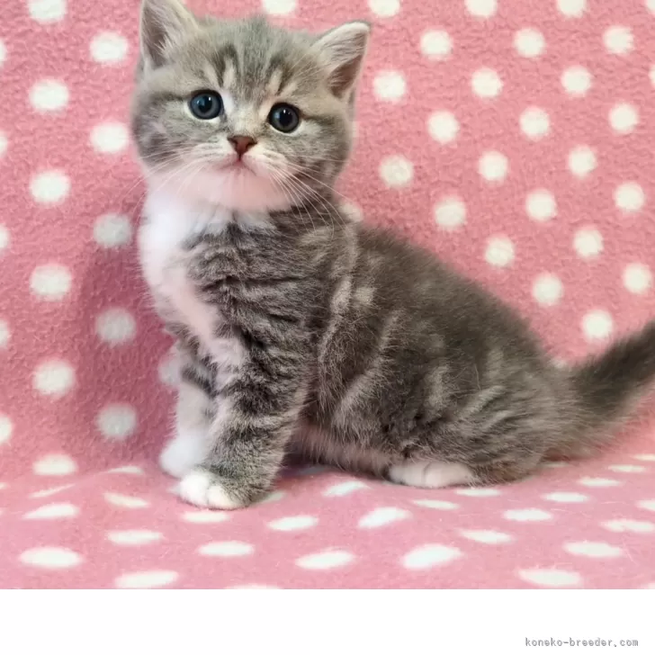 ミッツ 様のお迎えした子猫