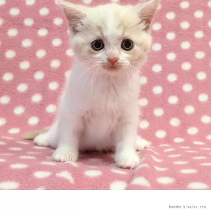 ID:2505-00121の子猫