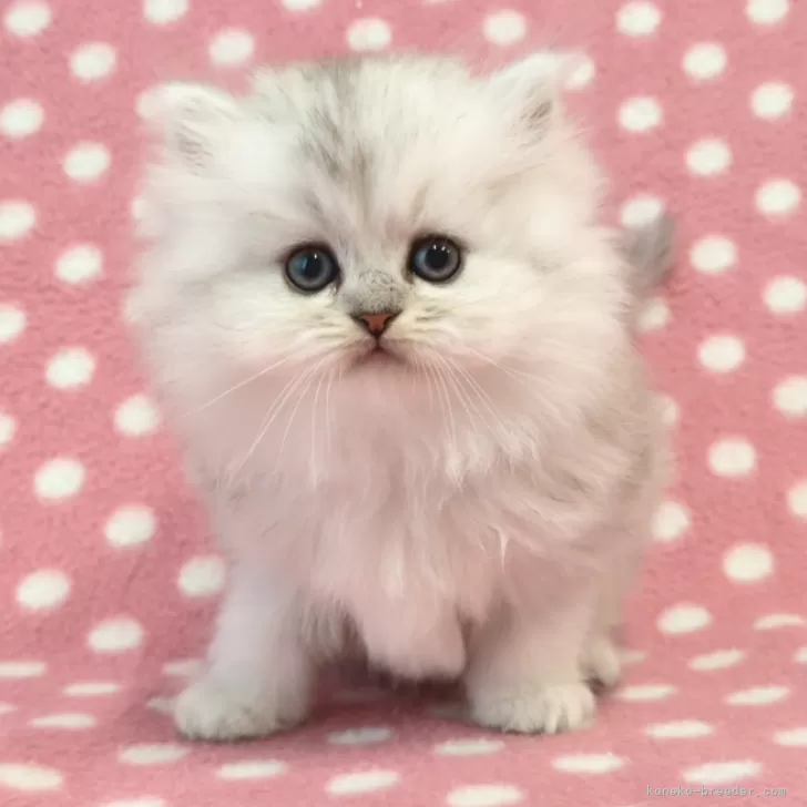 N.S 様のお迎えした子猫