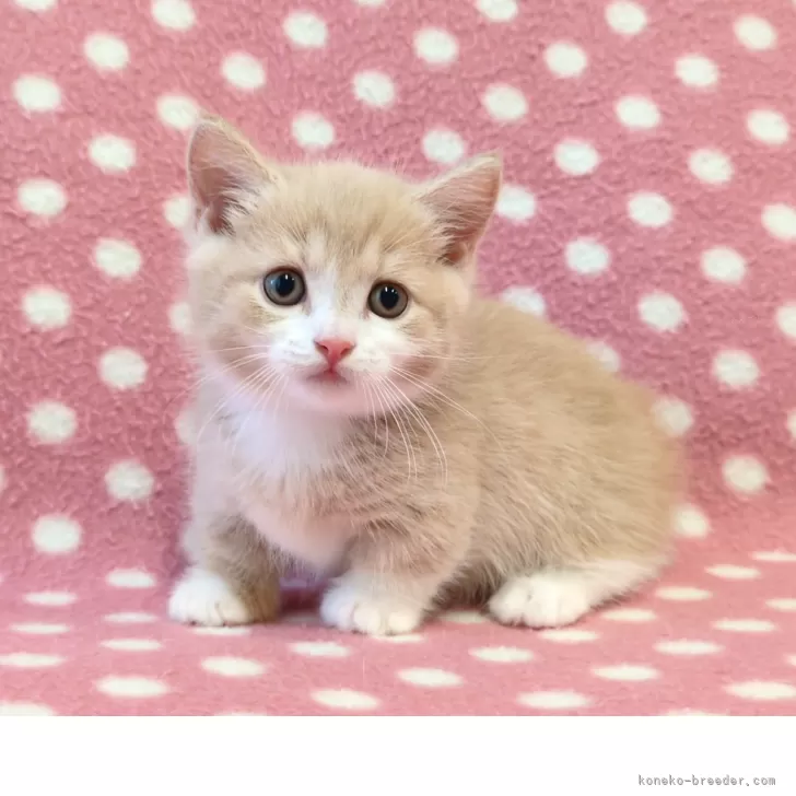 M.K 様のお迎えした子猫