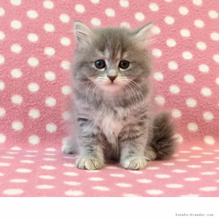 ID:2507-03198の子猫