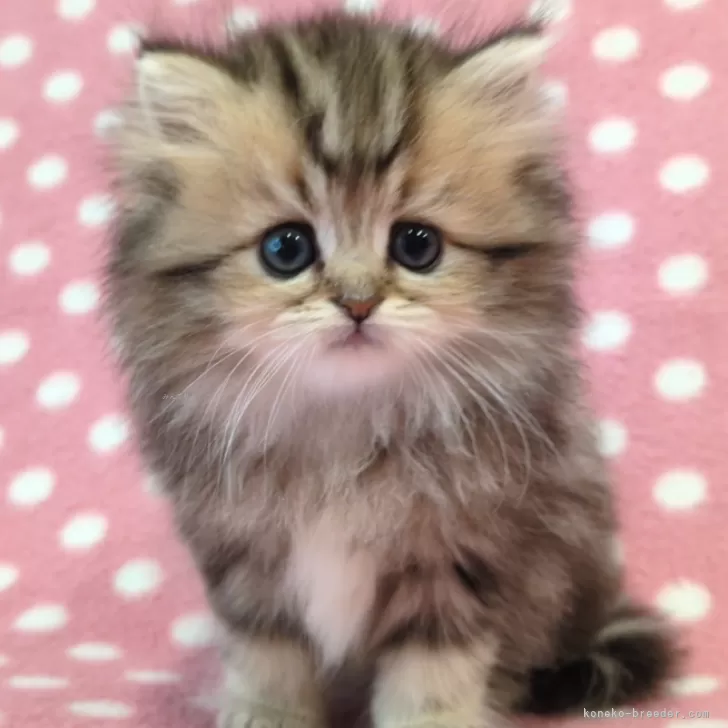ID:2504-01975の子猫