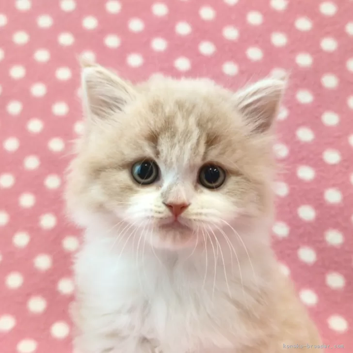ID：2501-01520の子猫