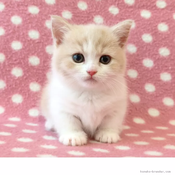 モナパパ 様のお迎えした子猫