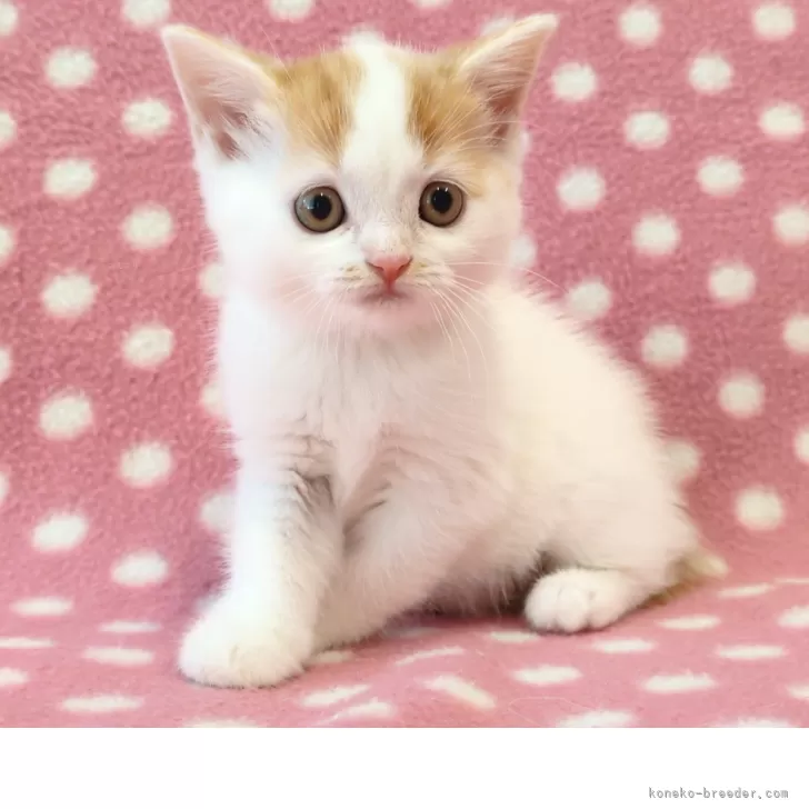 ID：2509-00099の子猫