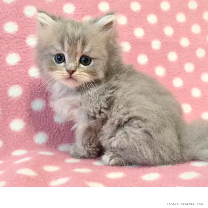 みのさん 様のお迎えした子猫