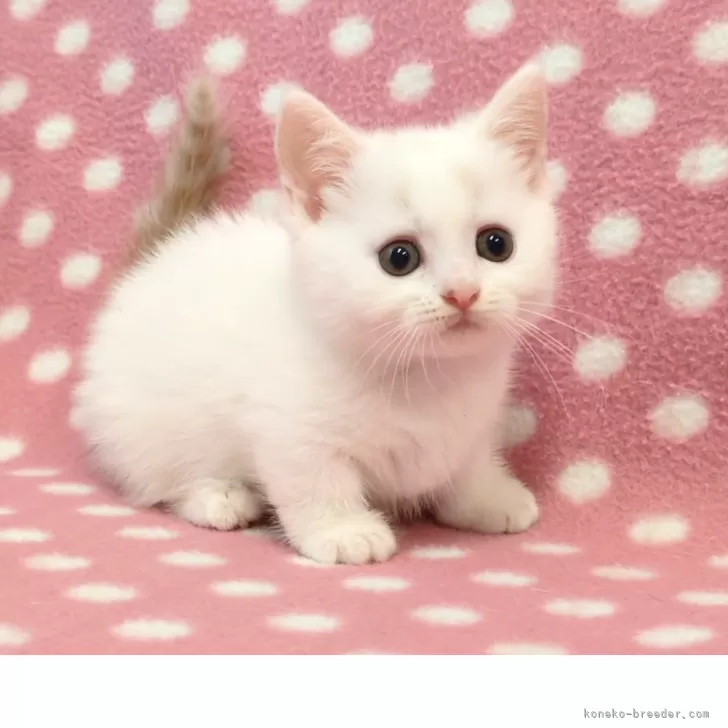 ID：2509-01059の子猫