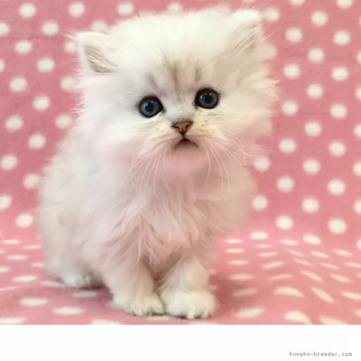 ID:2506-03175の子猫