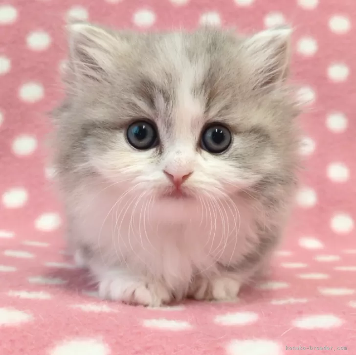 ID：2503-02728の子猫