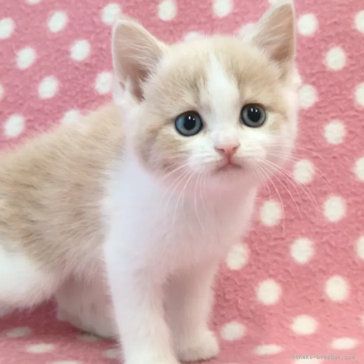 ID:2412-02472の子猫