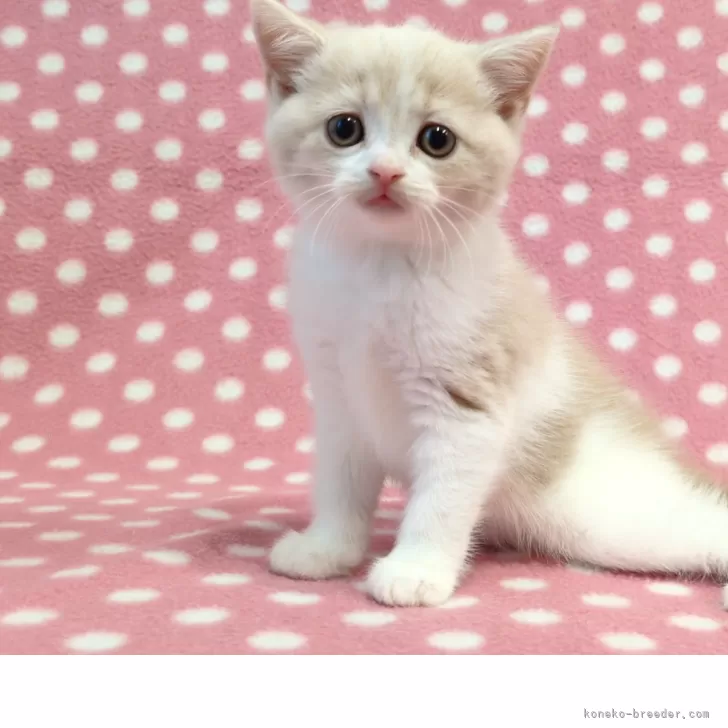 ID:2505-00123の子猫