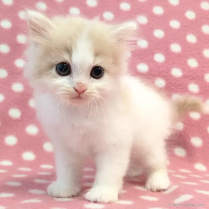 K.K 様のお迎えした子猫