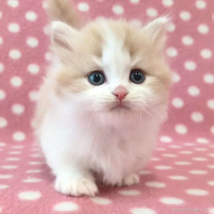 ID:2503-00464の子猫