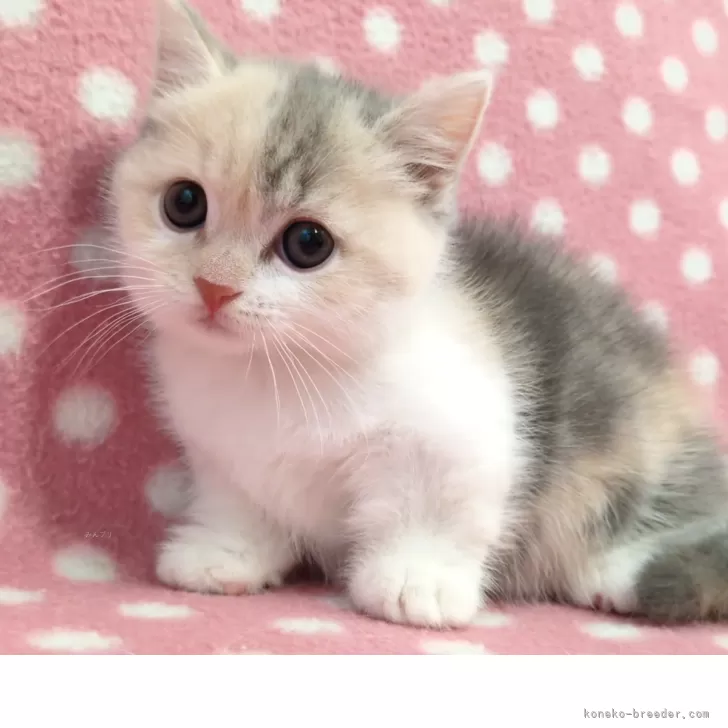 ハッピー 様のお迎えした子猫