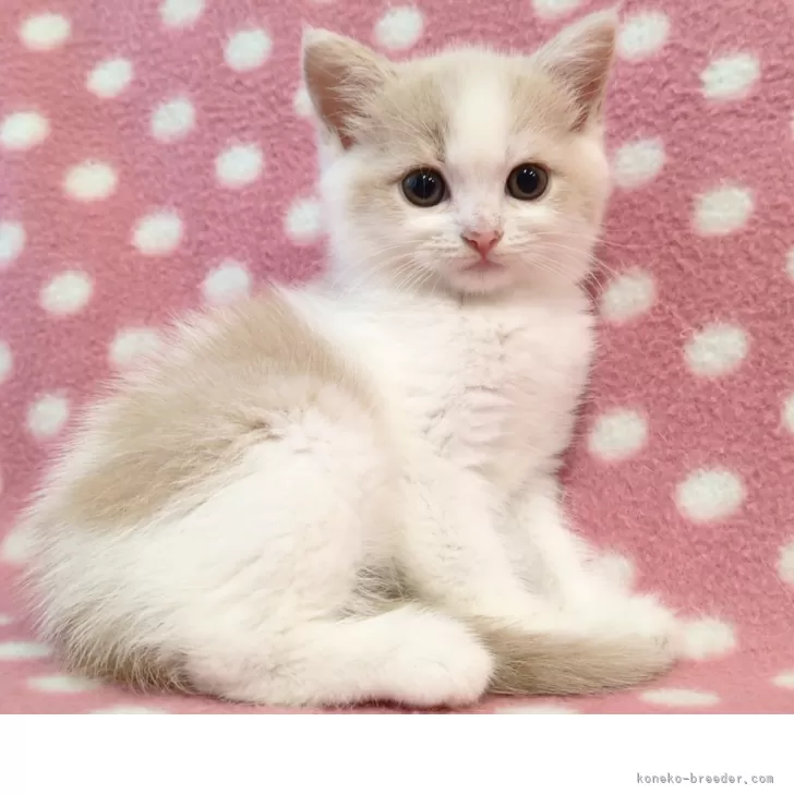 ID:2510-00517の子猫