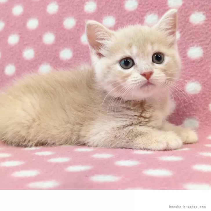 フエタ 様のお迎えした子猫