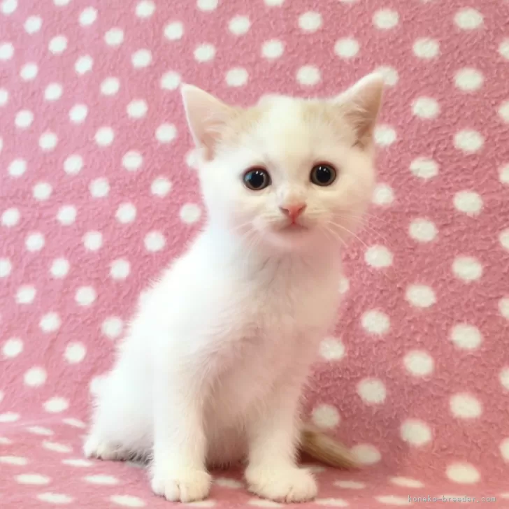 ID：2507-03193の子猫