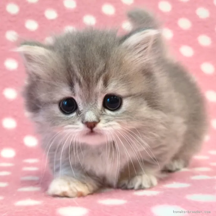 A.K 様のお迎えした子猫