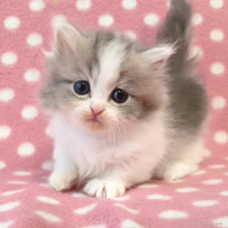 ID：2503-02125の子猫