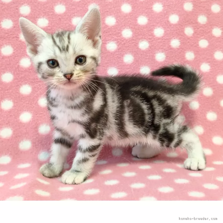 ID:2507-00136の子猫