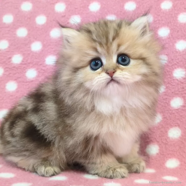 中ちゃん 様のお迎えした子猫