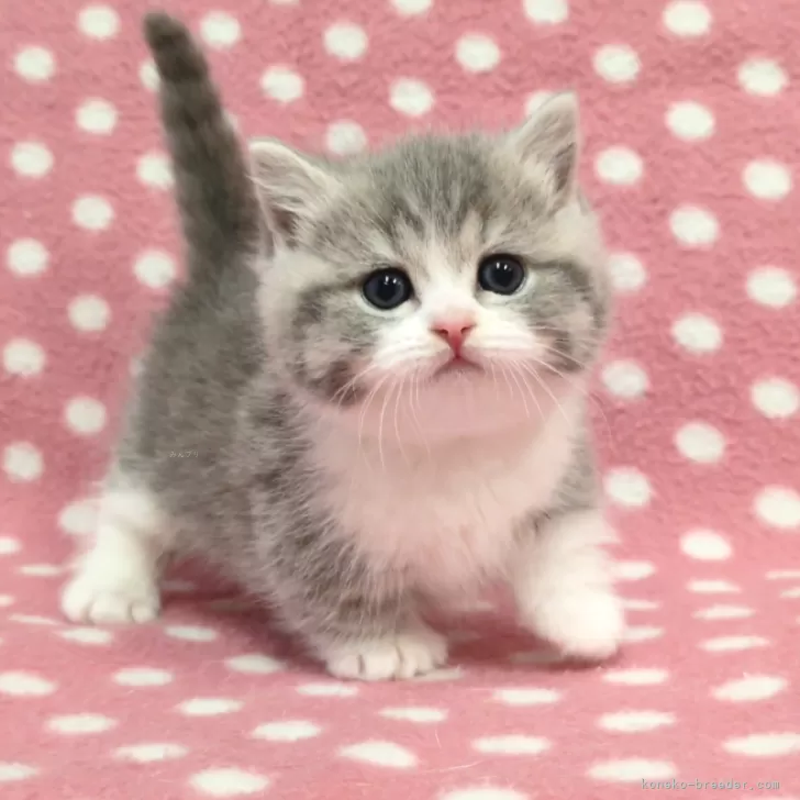 ID:2503-00271の子猫